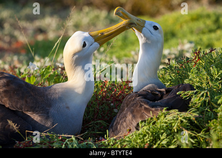 Paire de nidification de l'albatros des Galapagos, Suarez, Espanola Island, îles Galapagos, en Équateur. Banque D'Images