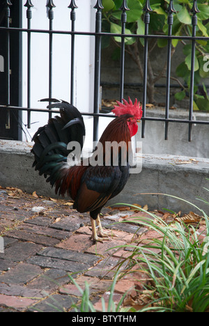 Poulet, coq dans Key West, Floride Banque D'Images