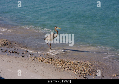 Le Grand Héron daintily promenades sur la plage. Banque D'Images