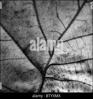 B&W close-up of fallen leaf. Banque D'Images