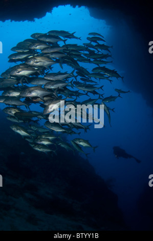 De l'école, les carangues obèse Caranx sexfasciatus, à l'entrée de la grotte, silhouette de diver en arrière-plan, Sipadan, Sabah, Malaisie Banque D'Images