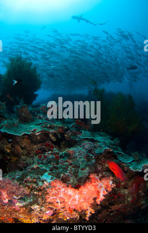 Plus de nage des poissons et requins corail, Sipada, Sabah, Bornéo. Banque D'Images