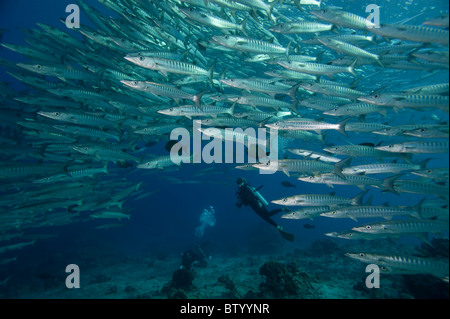 Plongeur à la recherche à l'école de Chevron barracudas, Sphyraena quenie, profil, Sipadan, Sabah, Malaisie Banque D'Images