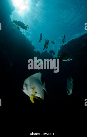 L'École de Tallfin Spadefish, platax teira, au récif, Sipadan, Sabah, Malaisie Banque D'Images