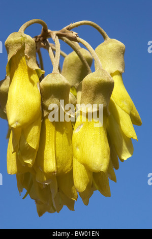 Fleurs Kowhai, Sophora sp. Banque D'Images