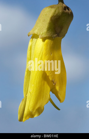 Kowhai Fleur, Sophora sp. Banque D'Images