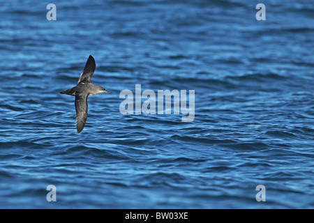 Puffin des Baléares (Puffinus mauretanicus) Banque D'Images