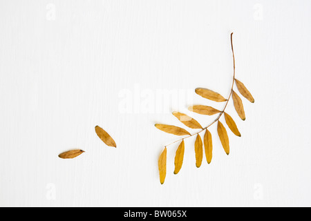 Feuille d’automne Banque D'Images