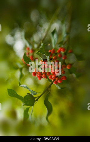 Houx commun avec baies d'hiver rouge - Ilex aquifolium Banque D'Images
