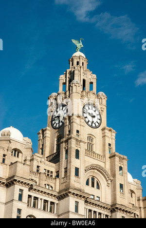 Le liver bird haut de Liver Building Banque D'Images