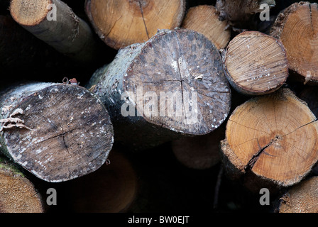 Extrémités de sweet chestnut logs dans pile de bois Banque D'Images