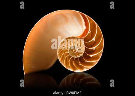 Une parfaite et étonnante dans un modèle de Fibonacci nautilus shell Banque D'Images