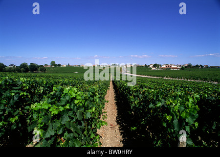 France, Bordeaux, vignobles du Médoc Banque D'Images