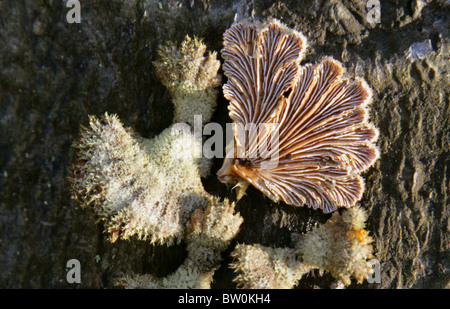 Splitgill ou Split-gill, Schizophyllum commune, Schizophyllaceae. Banque D'Images