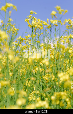 Domaine de colza (Brassica napus), Östergötland, Suède Banque D'Images