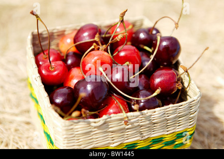 Close-up de cerises mûres dans de petits panier caronculée Banque D'Images