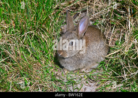 Jeune lapin de garenne (Oryctolagus cuniculus) en face de l'entrée du terrier, Allemagne Banque D'Images