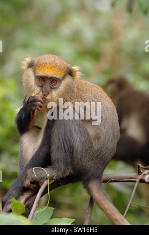 Campbell du singe mona mona (Cercopithecus campbelli) manger un morceau de vigne dans les forêts tropicales, au Ghana Banque D'Images