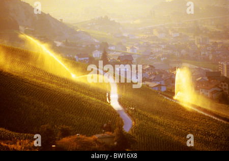 Têtes énormes transformer l'or dans l'établissement de la lumière du soleil comme ils récolte de raisin de l'eau près de Genève, Suisse l'agriculture l'irrigation de l'alimentation Banque D'Images