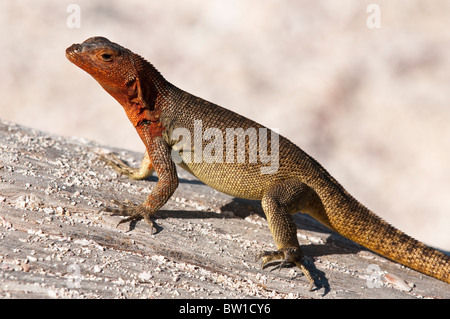 Îles Galapagos, en Équateur. Microlophus albemarlensis Lava lizard (1790), Point, l'Île Española (Hood) ou l'île d'Espanola. Banque D'Images