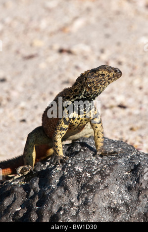 Îles Galapagos, en Équateur. Microlophus albemarlensis Lava lizard (1790), Point, l'Île Española (Hood) ou l'île d'Espanola. Banque D'Images