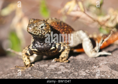 Îles Galapagos, en Équateur. Microlophus albemarlensis Lava lizard (1790), Point, l'Île Española (Hood) ou l'île d'Espanola. Banque D'Images