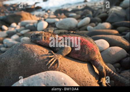 Îles Galapagos, en Équateur. Iguane marin (Amblyrhynchus cristatus), Suárez Point, Isla Espanola Española (Hood) ou l'île. Banque D'Images