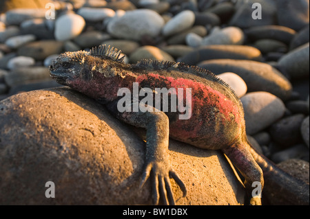 Îles Galapagos, en Équateur. Iguane marin (Amblyrhynchus cristatus), Suárez Point, Isla Espanola Española (Hood) ou l'île. Banque D'Images