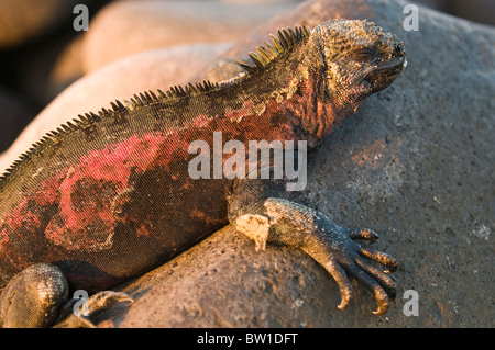 Îles Galapagos, en Équateur. Iguane marin (Amblyrhynchus cristatus), Suárez Point, Isla Espanola Española (Hood) ou l'île. Banque D'Images