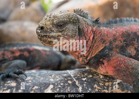 Îles Galapagos, en Équateur. Iguane marin (Amblyrhynchus cristatus), Suárez Point, Isla Espanola Española (Hood) ou l'île. Banque D'Images