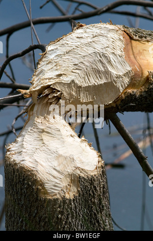 Arbre coupé par un castor le long de la rivière de Boise, Boise, Idaho, USA. Banque D'Images