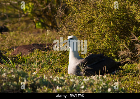 Îles Galapagos, en Équateur. Albatros des Galapagos (Phoebastria irrorata) Suárez Point, l'Île Española (Española Island ou l'Île du capot). Banque D'Images