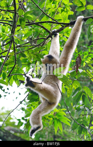 Chine - White-cheeked gibbon Banque D'Images