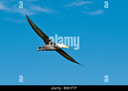 Îles Galapagos, en Équateur. Albatros des Galapagos (Phoebastria irrorata) Suárez Point, l'Île Española (Española Island ou l'Île du capot). Banque D'Images