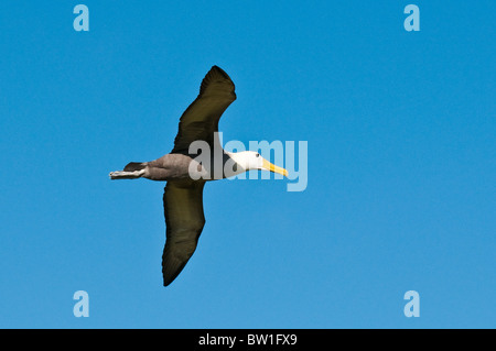 Îles Galapagos, en Équateur. Albatros des Galapagos (Phoebastria irrorata) Suárez Point, l'Île Española (Española Island ou l'Île du capot). Banque D'Images