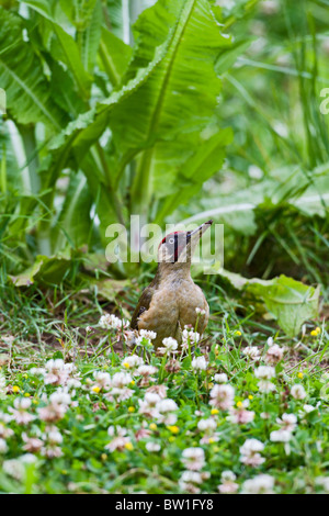 Pic Vert (Picus viridis ) à la recherche de fourmis dans le pré Banque D'Images