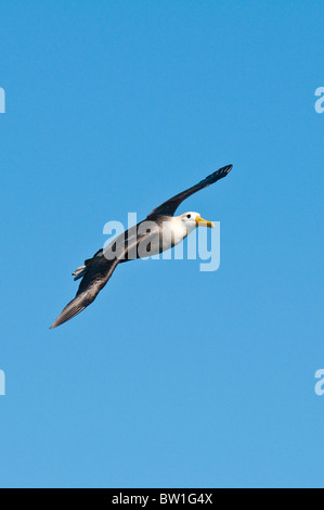 Îles Galapagos, en Équateur. Albatros des Galapagos (Phoebastria irrorata) Suárez Point, l'Île Española (Española Island ou l'Île du capot). Banque D'Images