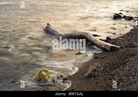 Bois de dérive échouée sur la plage de la Baie d'Edremit, Canakkale, Turquie Banque D'Images