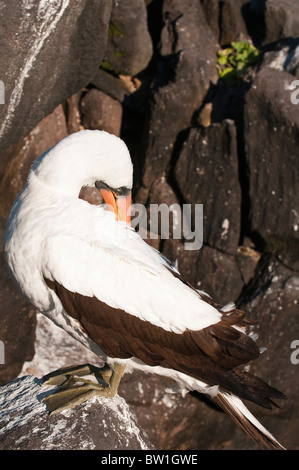 Îles Galapagos, en Équateur. Fou de Nazca (Sula granti), Suárez Point, l'Île Española Española (aussi appelée Île Île de la hotte). Banque D'Images