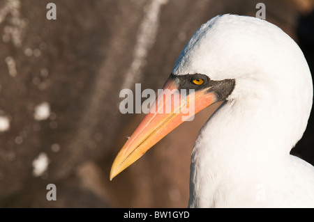 Îles Galapagos, en Équateur. Fou de Nazca (Sula granti), Suárez Point, l'Île Española Española (aussi appelée Île Île de la hotte). Banque D'Images