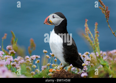 Macareux moine sur l'île de Handa, Scourie, Ecosse Banque D'Images