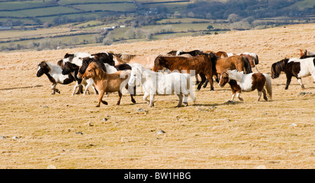 Troupeau de poneys Dartmoor à travers la lande, Devon UK Banque D'Images