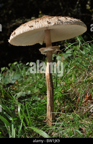 - Coulemelle Macrolepiota procera dessous voir de grandes mushroom Banque D'Images