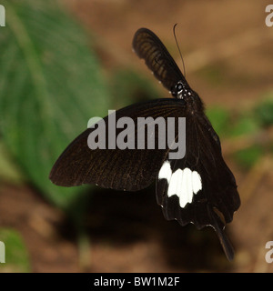 Dans un papillon Tropical Rainforest, Yunnan, Chine Banque D'Images