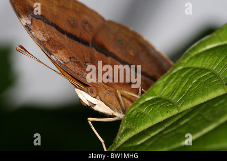 Dans un papillon Tropical Rainforest, Yunnan, Chine Banque D'Images