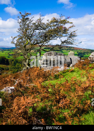 Arbre de Hawthorn sur Hayne vers le bas au début de l'automne près de Manaton dans le parc national de Dartmoor, Devon, Angleterre. Banque D'Images