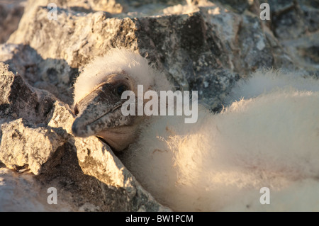 Îles Galapagos, en Équateur. Fou de Nazca (Sula granti), Suárez Point, l'Île Española Española (aussi appelée Île Île de la hotte). Banque D'Images