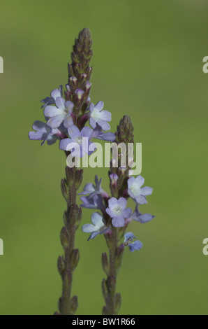 Verveine commun ou conjoint de la verveine (Verbena officinalis) Banque D'Images