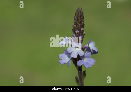 Verveine commun ou conjoint de la verveine (Verbena officinalis) Banque D'Images