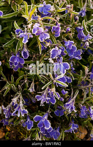 Lobelia bleu foncé Bush 'Crystal Palace', fleurs en gel Banque D'Images